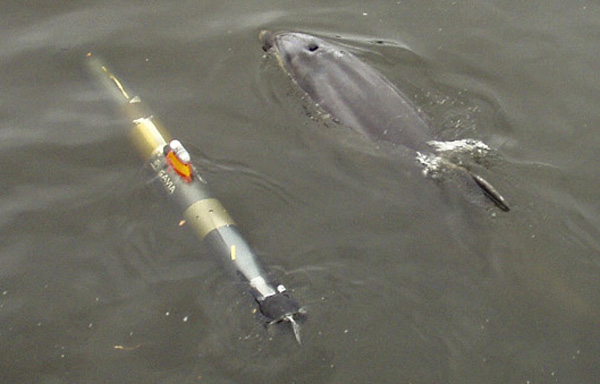 Gavia AUV swimming with a dolphin