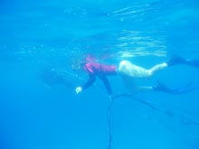 Dana snorkeling and Jim on SCUBA, carrying the array cable over the reef.