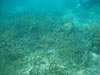 Staghorn coral has been greatly reduced in abundance, most likely the result of several hurricanes passing through the region.