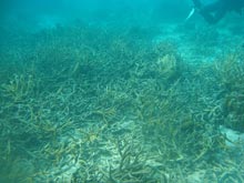 Staghorn coral has been greatly reduced in abundance, most likely the result of several hurricanes passing through the region.