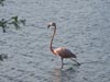 Another animal not commonly encountered. The pink flamingos are very common and inhabit saline ponds on the island of Bonaire.