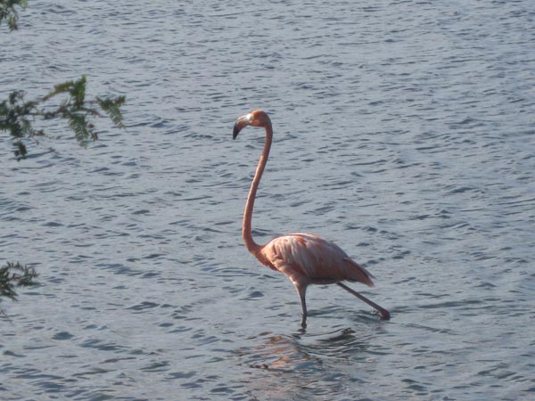 Another animal not commonly encountered. The pink flamingos are very common and inhabit saline ponds on the island of Bonaire.