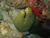 Moray eel peering out from its coral home.
