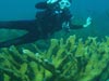 Elkhorn coral lives in shallower water and is also prone to destruction by big waves caused by hurricanes.