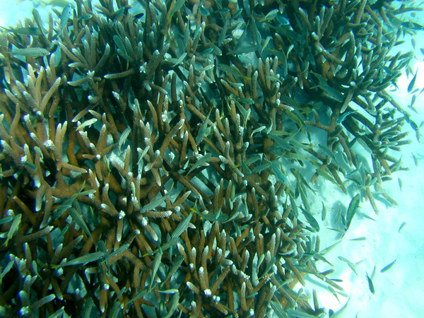 The staghorn coral grows quickly. This stands has grown back since Hurricane Lenny in 1999. Note how many small fishes live among the branches.