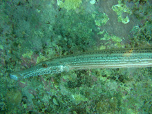 the trumpetfish