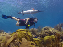 Diver surveys complemented the AUV datasets and will address how much Bonaire's reefs have changed since the last survey.