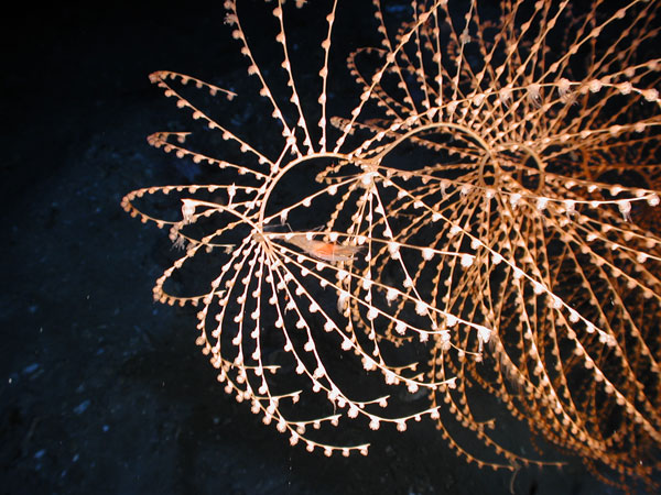 The gorgonian Iridigorgia pourtalesii and an associated shrimp from 1,410 meters (4,626 feet) in Green Canyon 852.