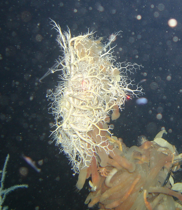 An Astrophyton basket star is perched atop the black coral colony, surrounding a dozen gooseneck barnacles.  