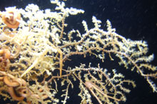The distal end (branch tips) of a gorgonian, with polyps extended, and squat lobsters and brittle stars living on the colony. 