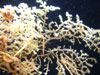 The distal end (branch tips) of a gorgonian, with polyps extended, and squat lobsters and brittle stars living on the colony.