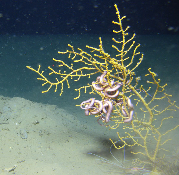 A small gorgonian with polyps retracted. The colony is attached to a small rock in soft substrate, with a brittle star on the colony and shrimp at the base. 