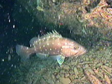 Deep-water reef communities form important feeding and spawning habitat for large predators such as snowy grouper.