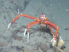 Eumunida picta challenges the remotely operated vehicle.