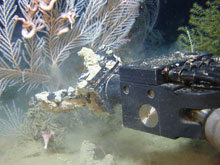 The ROV manipulator arm allows scientists to collect and bring samples to the surface for closer study.