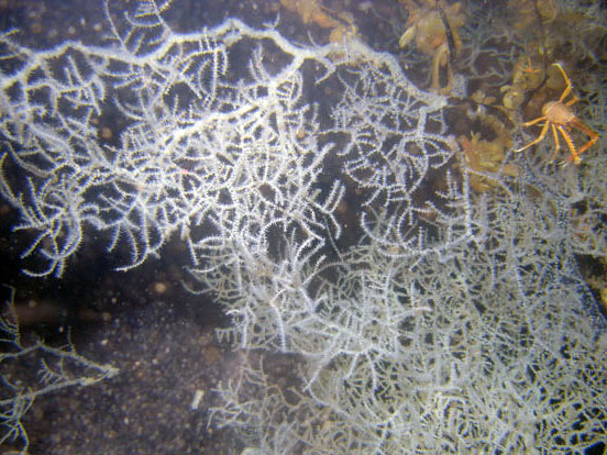 During the first dive of the cruise, scientists observed a large antipatharian (black) coral community.