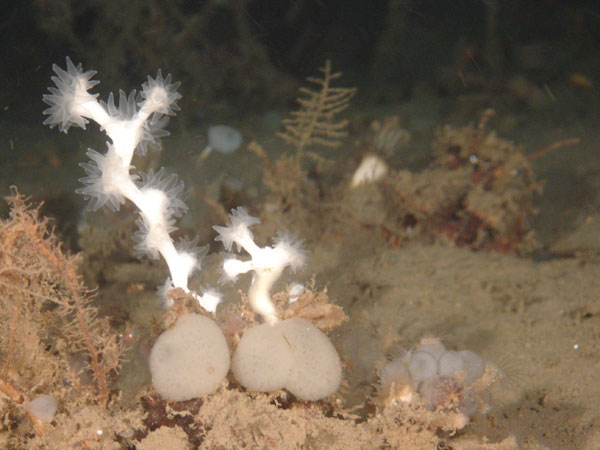 Lophelia pertusa colony with polpys extended.