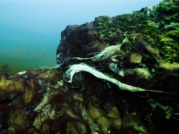 The scientists report that some deep sinkholes act as catch basins for dead and decaying plant and animal matter and collect a gelatinous, black sludge often topped by a bacterial film.