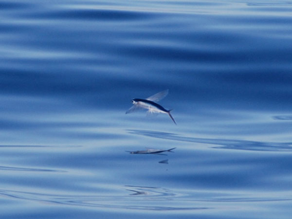 Flying fish are a common sight in the waters just outside Bermudas protective reef.  