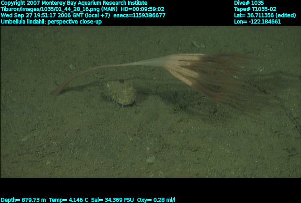 Image captured from a video camera mounted on underwater remotely operated vehicle Tiburon on dive number 1035. 