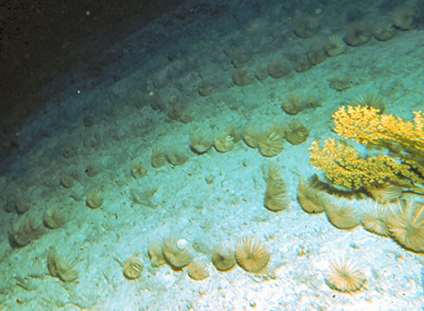 Rows of short-stalked sea lilies.