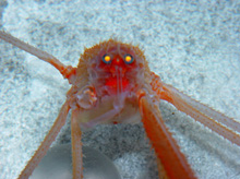 Fig2b. Deep-sea crab.