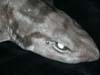 A close-up of a Blotched Catshark.