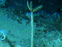 Five-armed Democrinus with its stalk covered with hydroids.