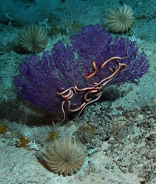 Three Endoxocrinus maclearanus flank a purple sea fan with a snake star.