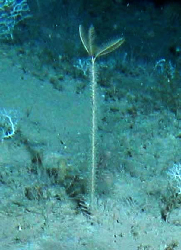 Five-armed Democrinus with its stalk covered with hydroids.