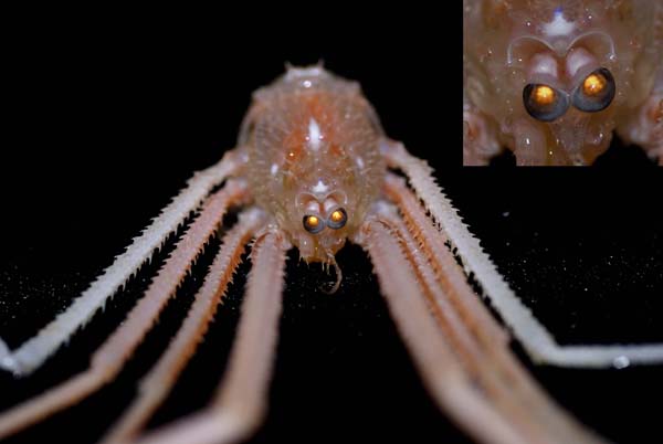 Gastroptychus spinifer, or squat lobster, has a body that is about 1/2 inch wide and 1 inch  long.