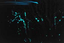 Bioluminescent plankton streaking past a fluorescent coral.