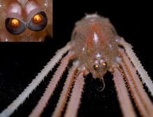 Gastroptychus spinifer, or squat lobster.