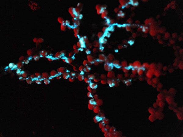 Photograph in the lab of the blue-green bioluminescence of the zoantharian Gerardia sp., the dominant species of the lithoherm site we explored.