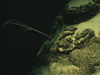 An ophidioid fish swims near a bamboo coral.