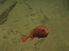 An anglerfish swims up from its typical resting place on the bottom. This photo was taken at ~1400 meters depth in Exuma Sound.