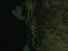 A spiraling bamboo coral grows upward off a vertical wall.