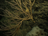 Large branching bamboo corals flank a delicate chrysogorgiid coral.