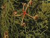 Several brittle stars have their arms wrapped around the branches of an octocorallian sea fan.