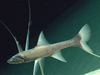 Close-up of a tripod at 1960 meters depth in the Northeast Providence Channel near Eleuthera Island.