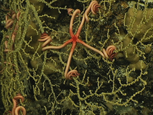 View a slide show of some of the Bahamas' deep-sea corals, and marine life collected by diving scientists.