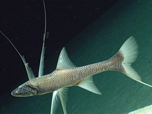 Swarms of small synaphobranchid eels, Dysommina rugosa, live in the crevices on the summit of Nafanua.