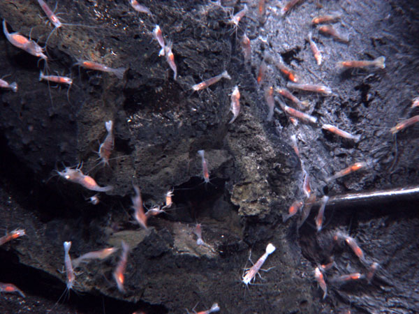 A close-up view of the shrimp at the summit of West Mata Volcano, which may be the same species as those found at eruptive sites more than 3,000 miles away.