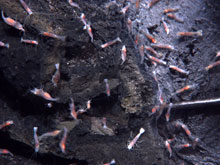 A close-up view of the shrimp at the summit of West Mata Volcano.