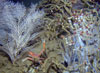 Coral and cold seep habitats intersect.