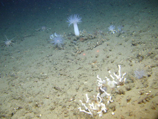 An example of the Viosca Knoll 906 habitat. In part of this site, there are a series of mounds that appear to be composed primarily of dead Lophelia pertusa rubble.