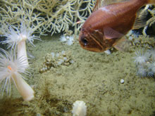  Fig. 4 Atlantic roughy Hoplostethus occidentalis at the base of a large Leiopathes glabberima black coral colony at 300 m in the northwestern Gulf of Mexico. 