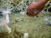 Atlantic roughy Hoplostethus occidentalis at the base of a large Leiopathes glabberima black coral colony.