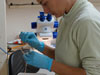Andrea Quattrini takes a tissue sample of a bamboo coral for genetic analysis.