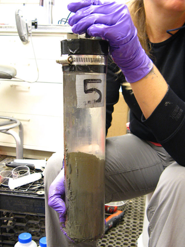 This push core shows discrete layers in a typical sediment sample. The light brown organic layer sits above a dark gray clay sediment. Most of the animals are found in the top layer of sediment.